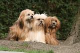 LHASSA APSO 151